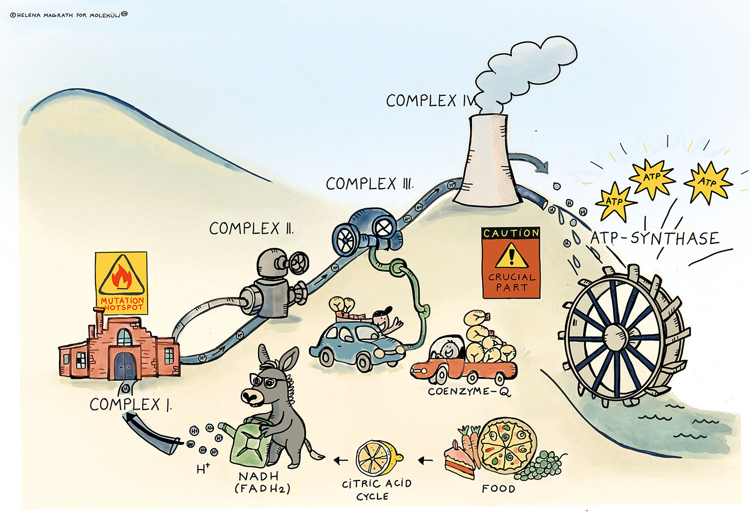 donkey explains mitochondria